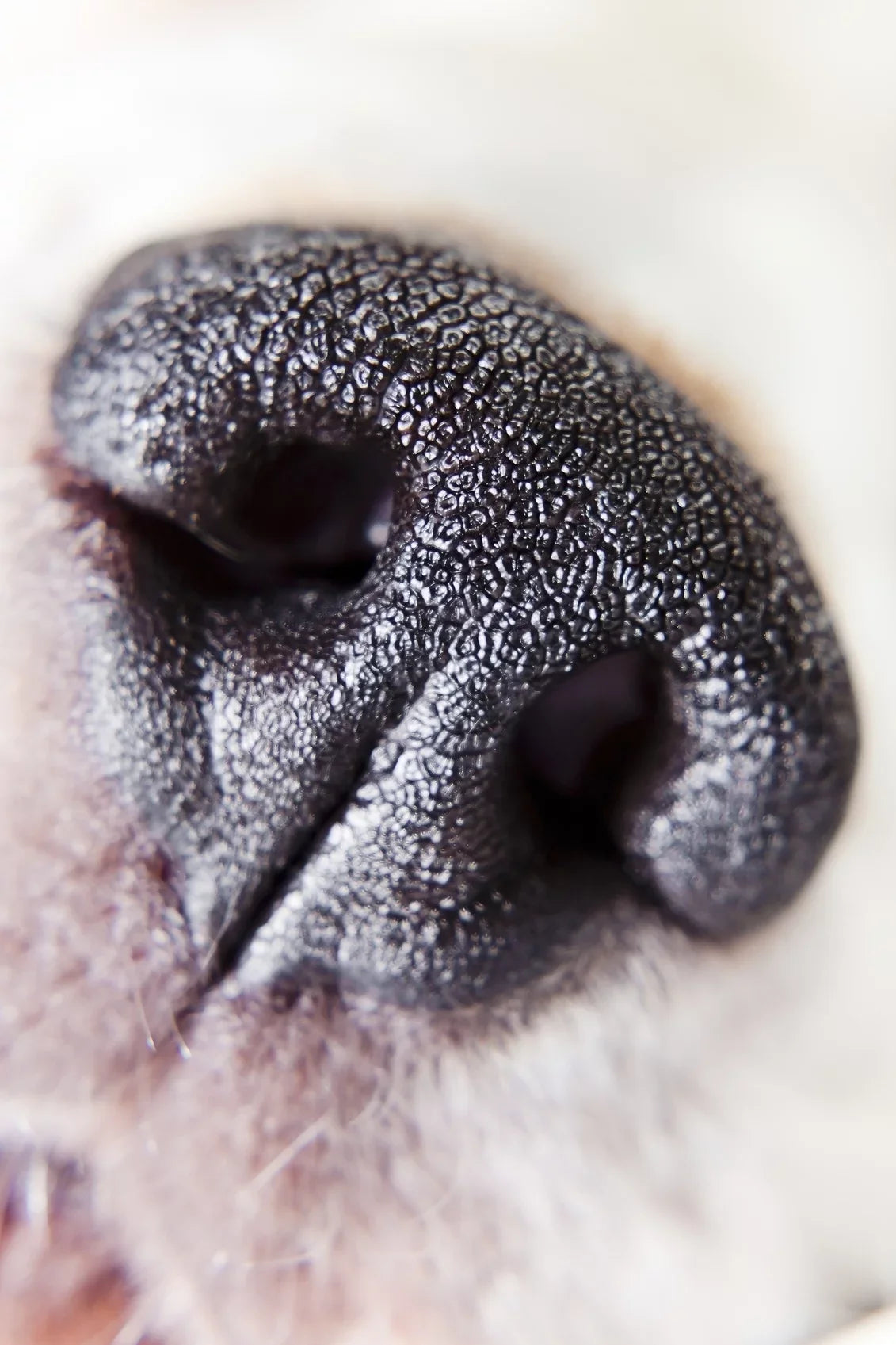 Sony High A3000 Element 2 Definition Alpha Close-Up 10x (Macro) Lens (67mm)