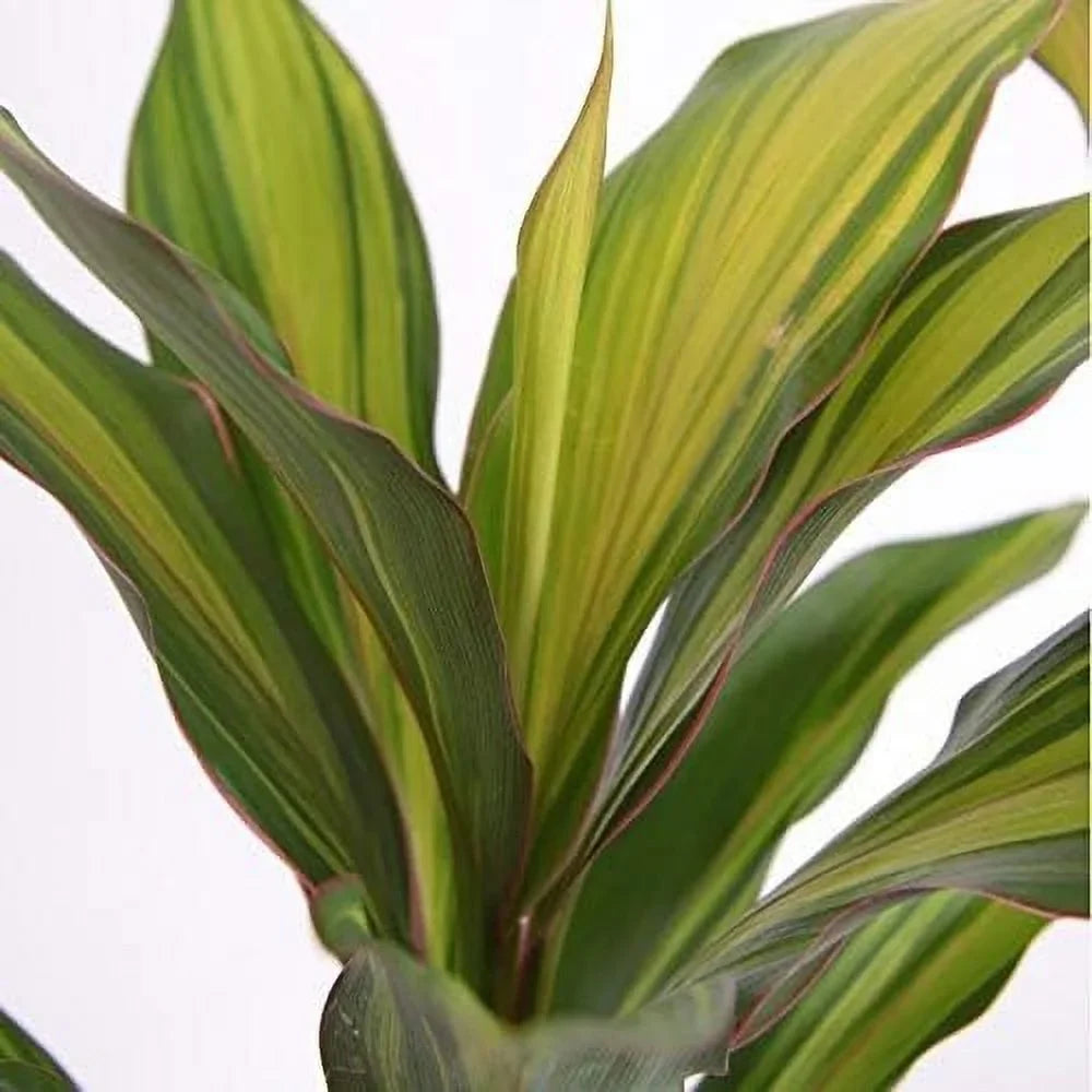 Plant - Fruticosa Quality Indoor Outdoor 10 Ti in Florist Beautiful Houseplant Plant Cordyline Purifying Growers 'Kiwi' - - Pot Kiwi an Live Cordyline Inch Air