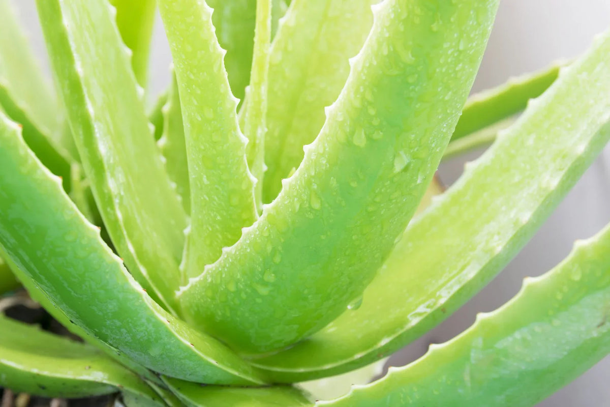 Collection Vera Skincare Aloe - Gel Anti-Aging Zprodx