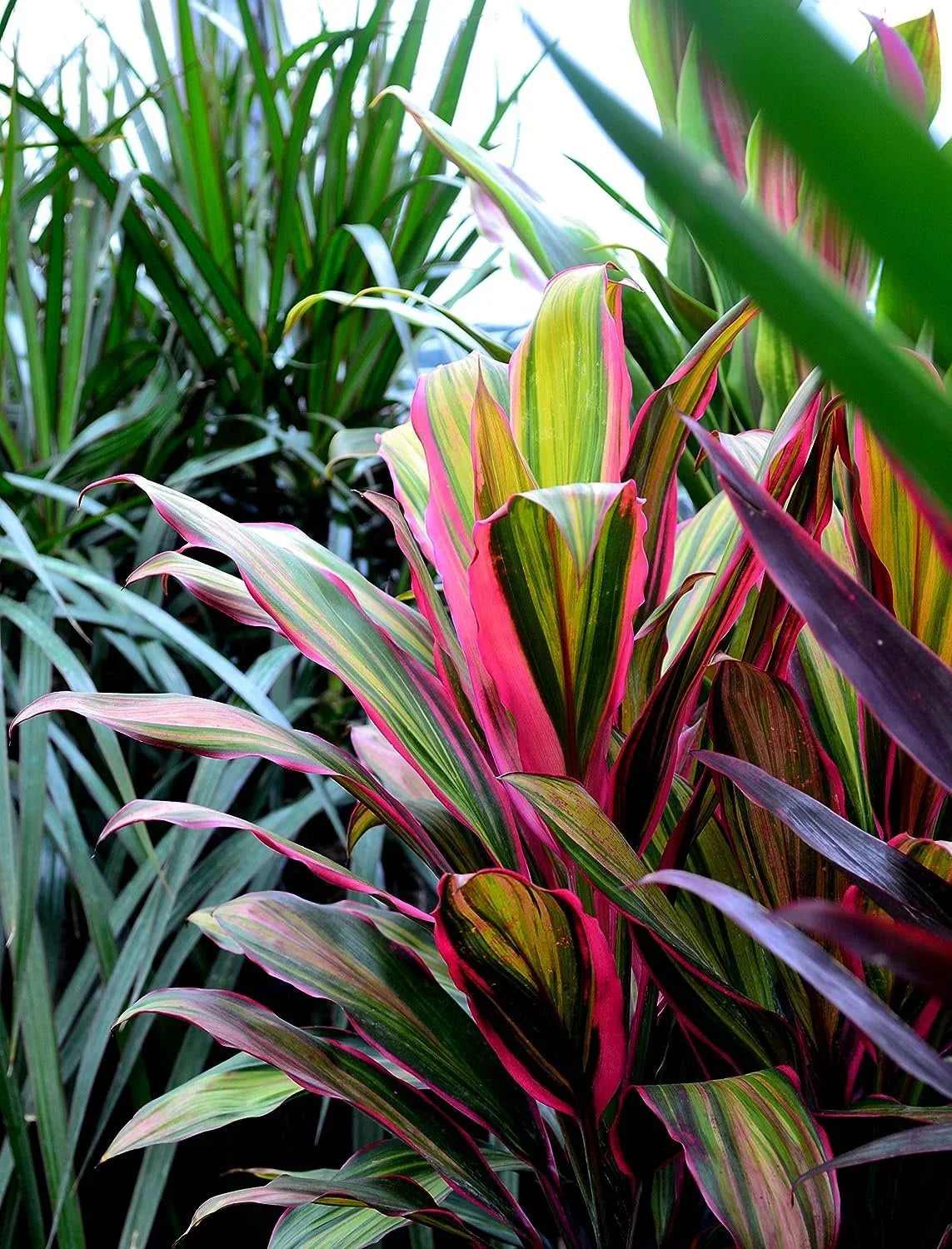 Plant - Fruticosa Quality Indoor Outdoor 10 Ti in Florist Beautiful Houseplant Plant Cordyline Purifying Growers 'Kiwi' - - Pot Kiwi an Live Cordyline Inch Air
