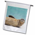 '- 12 inch US12 Hawaiian x Atoll, Jackrel Monk Flag Islands, Seal NW Rebecca 18 RJA0058 Garden Midway - fl-89891-1