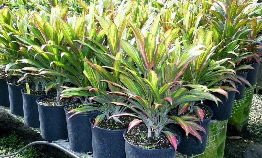 Plant - Fruticosa Quality Indoor Outdoor 10 Ti in Florist Beautiful Houseplant Plant Cordyline Purifying Growers 'Kiwi' - - Pot Kiwi an Live Cordyline Inch Air