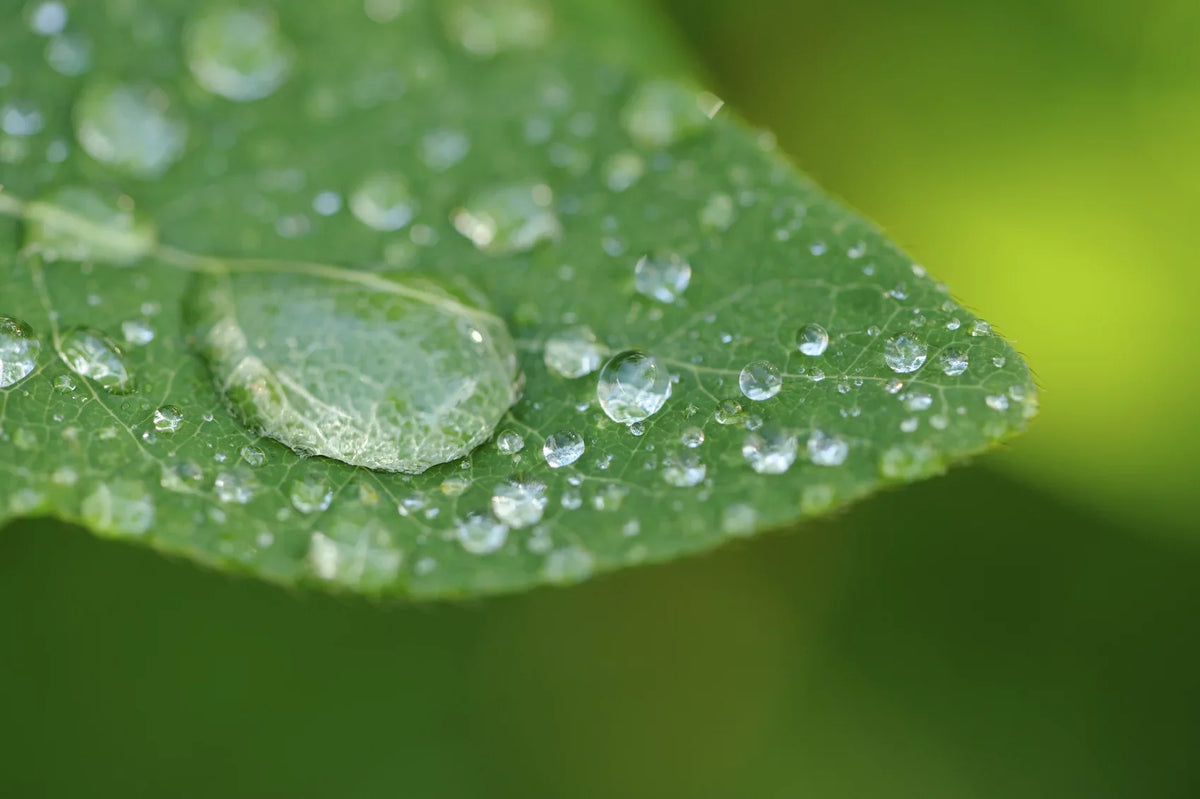 Sony High A3000 Element 2 Definition Alpha Close-Up 10x (Macro) Lens (67mm)