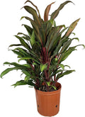 Plant - Fruticosa Quality Indoor Outdoor 10 Ti in Florist Beautiful Houseplant Plant Cordyline Purifying Growers 'Kiwi' - - Pot Kiwi an Live Cordyline Inch Air