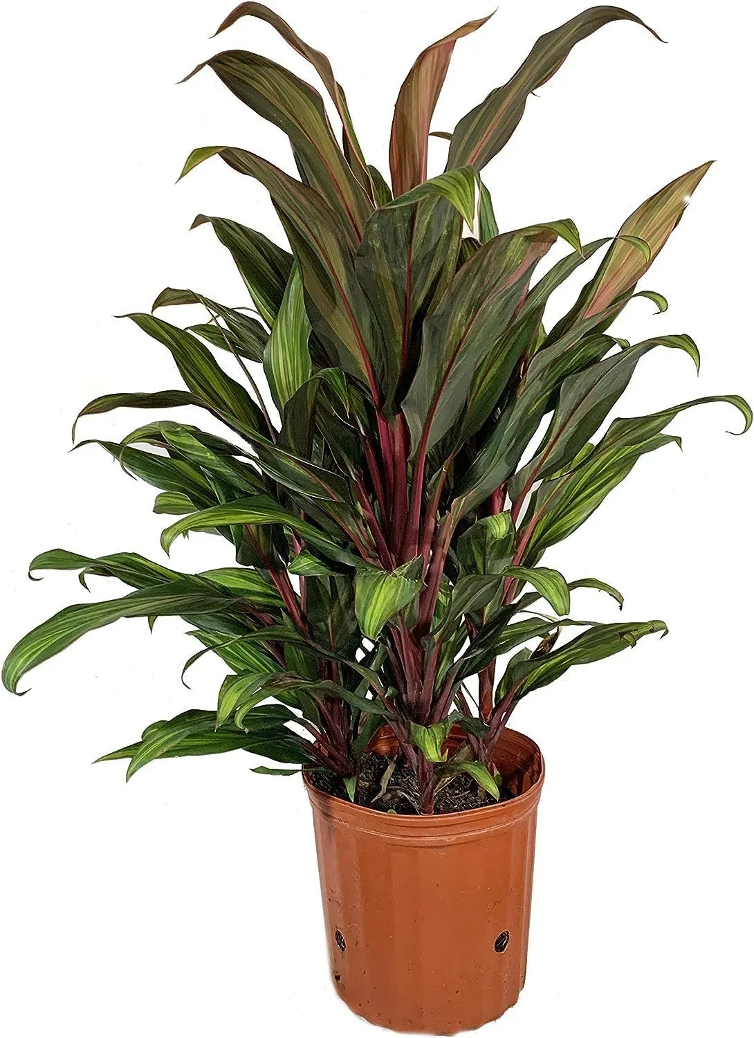 Plant - Fruticosa Quality Indoor Outdoor 10 Ti in Florist Beautiful Houseplant Plant Cordyline Purifying Growers 'Kiwi' - - Pot Kiwi an Live Cordyline Inch Air