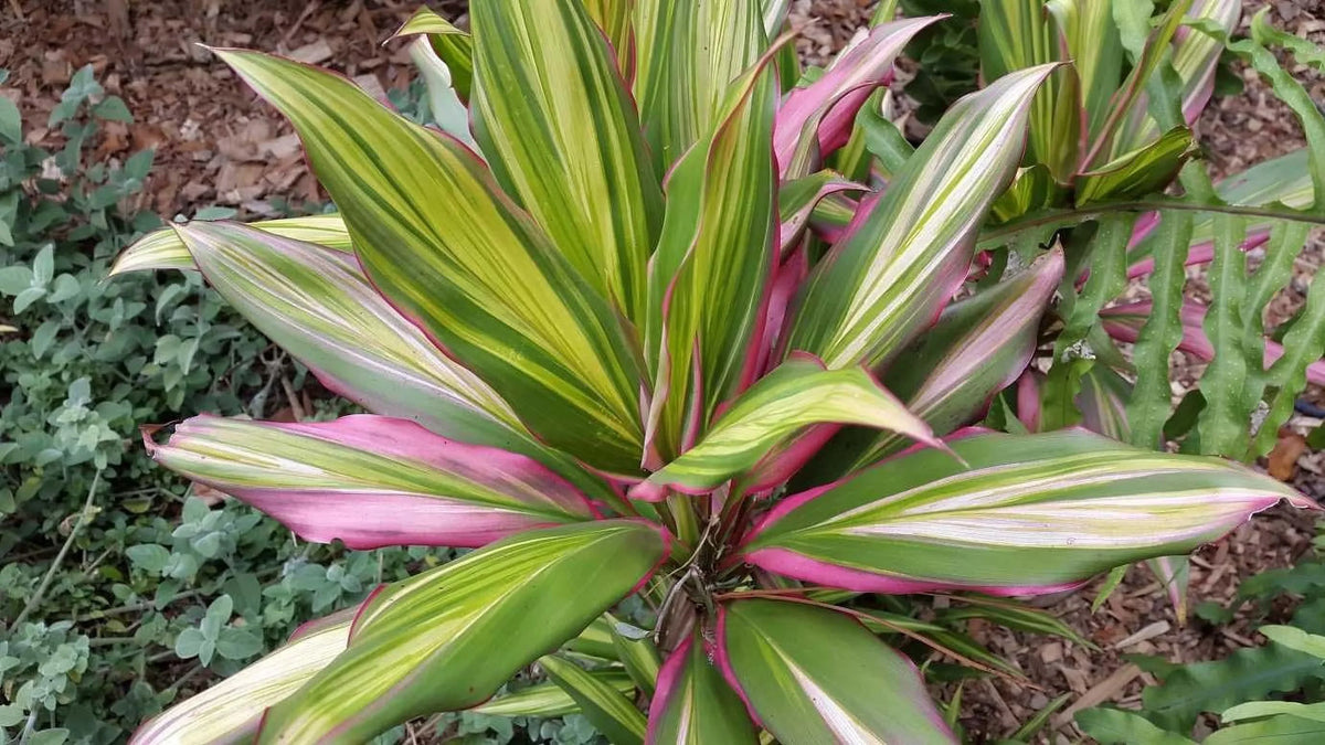 Plant - Fruticosa Quality Indoor Outdoor 10 Ti in Florist Beautiful Houseplant Plant Cordyline Purifying Growers 'Kiwi' - - Pot Kiwi an Live Cordyline Inch Air