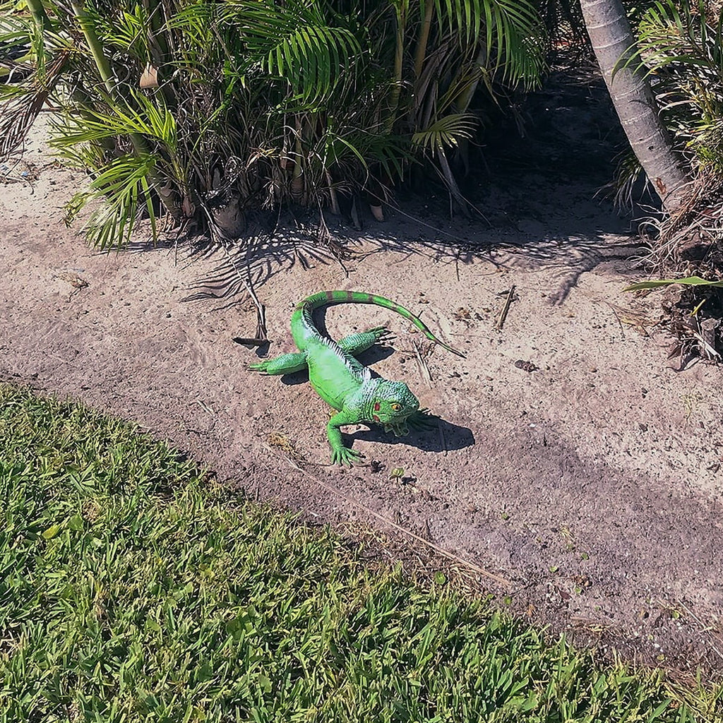 Lizard Large Reptile Iguana Size Bearded Life Giant Rubber Foam XL Dragon Movie Green Prop Filled